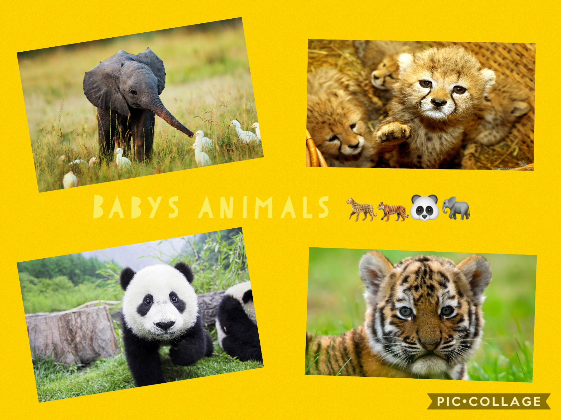 The babys animals 