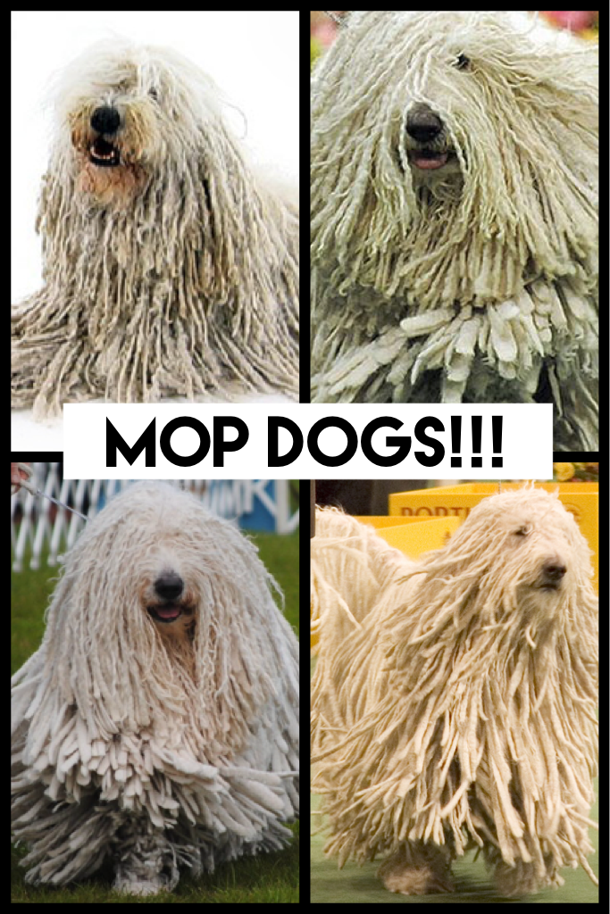 Mop Dogs!!!