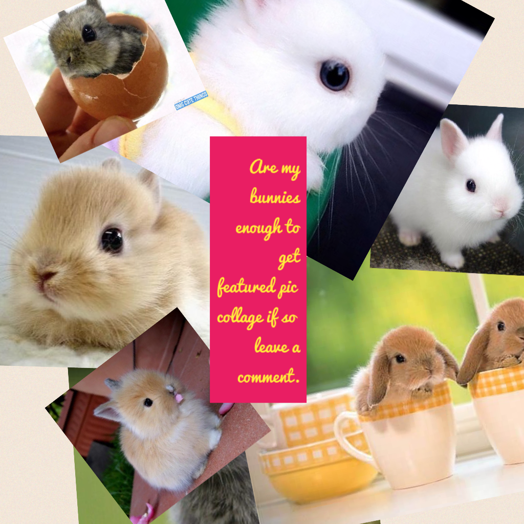 Are my bunnies enough to get featured pic collage if so leave a comment.
