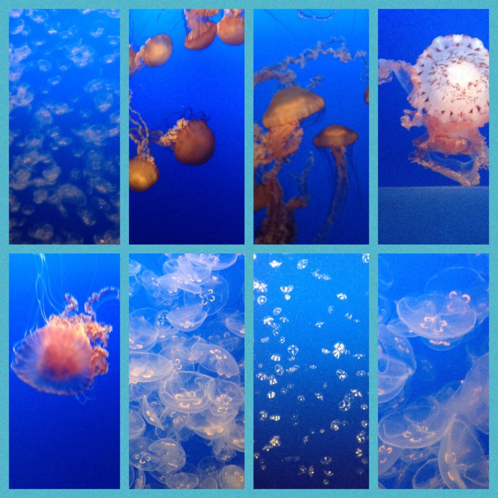 -CLICK-
This is a very random jellyfish collage. This reminds me to just enjoy the game of life. I challenge u all to think of something that u are blessed with and comment down below what that thing is…