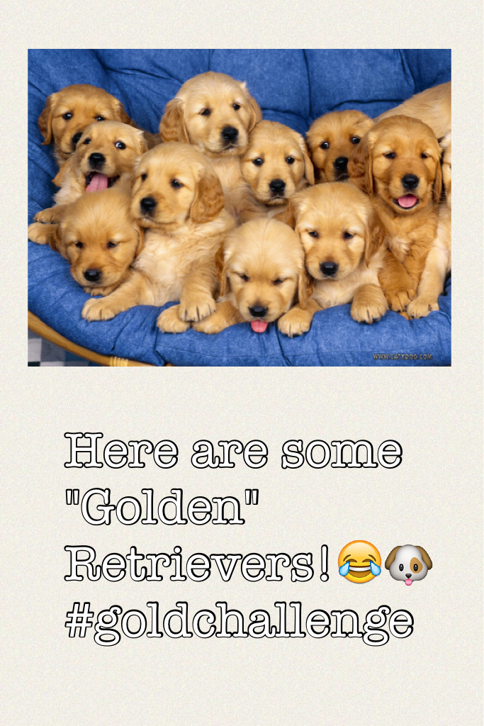 Here are some "Golden" Retrievers!😂🐶#goldchallenge