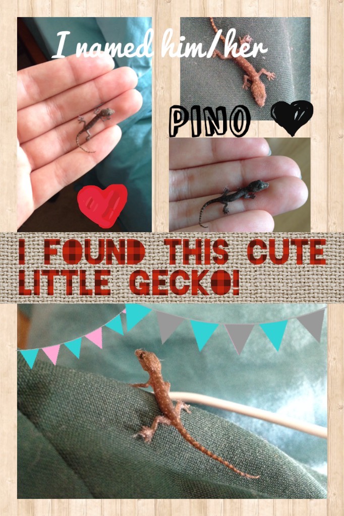 Pino the cute little gecko 💛