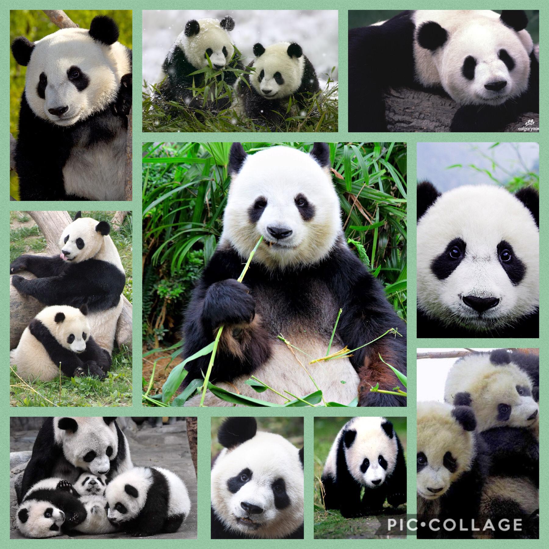 Fun fact about me: I love pandas!!!
Comment: what’s your favorite animal?