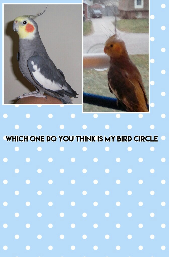 Which one do you think is my bird circle