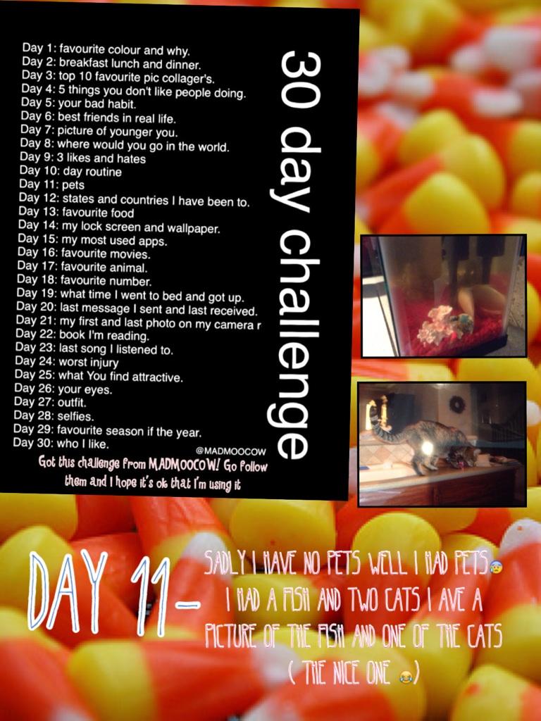 Day 11-