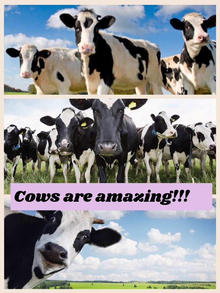 Cows are amazing!!!