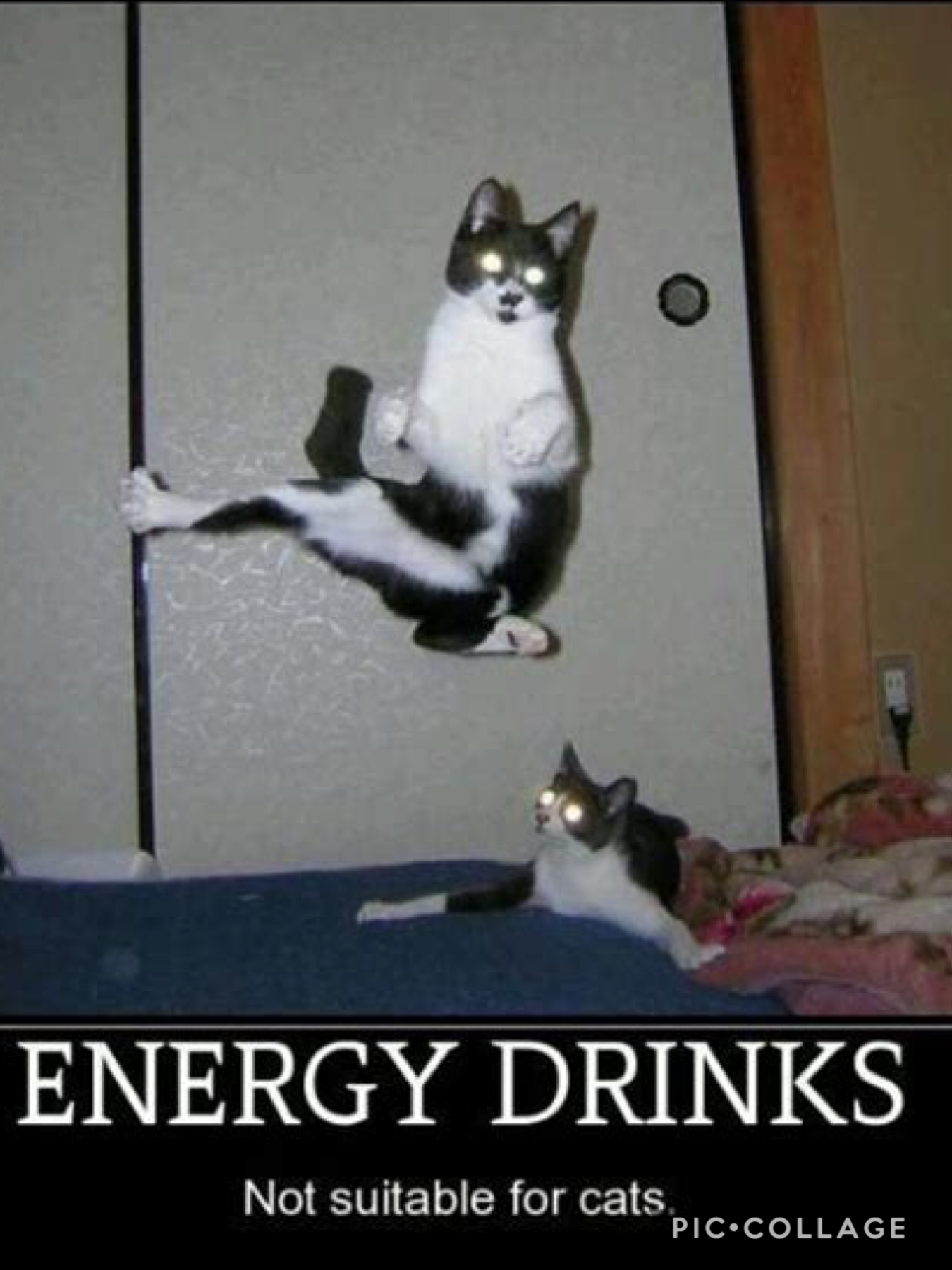 Every cat when they find  energy drinks or catnip