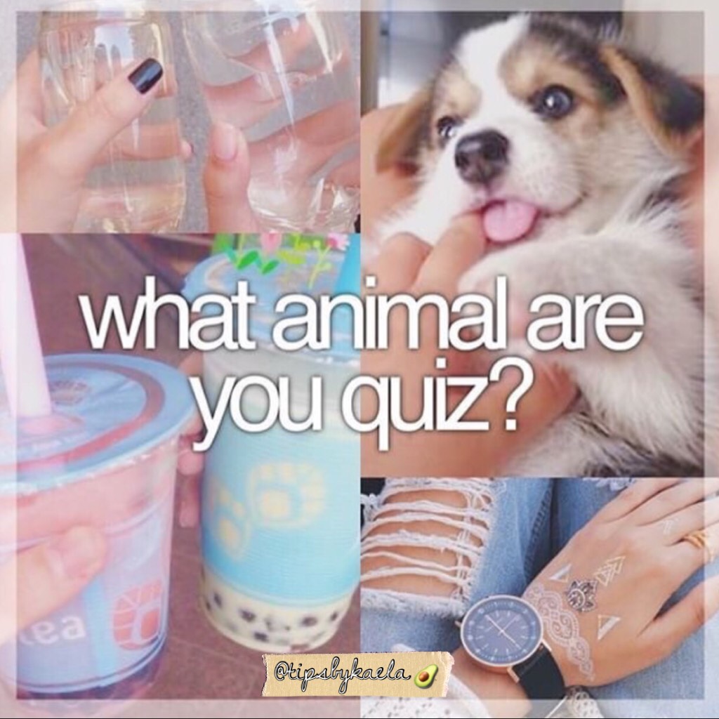 T a p🐻
The quiz is in the remixes⤵️💕
Which animal are you?
Comment⤵️💗
Main: @reputahtion☀️