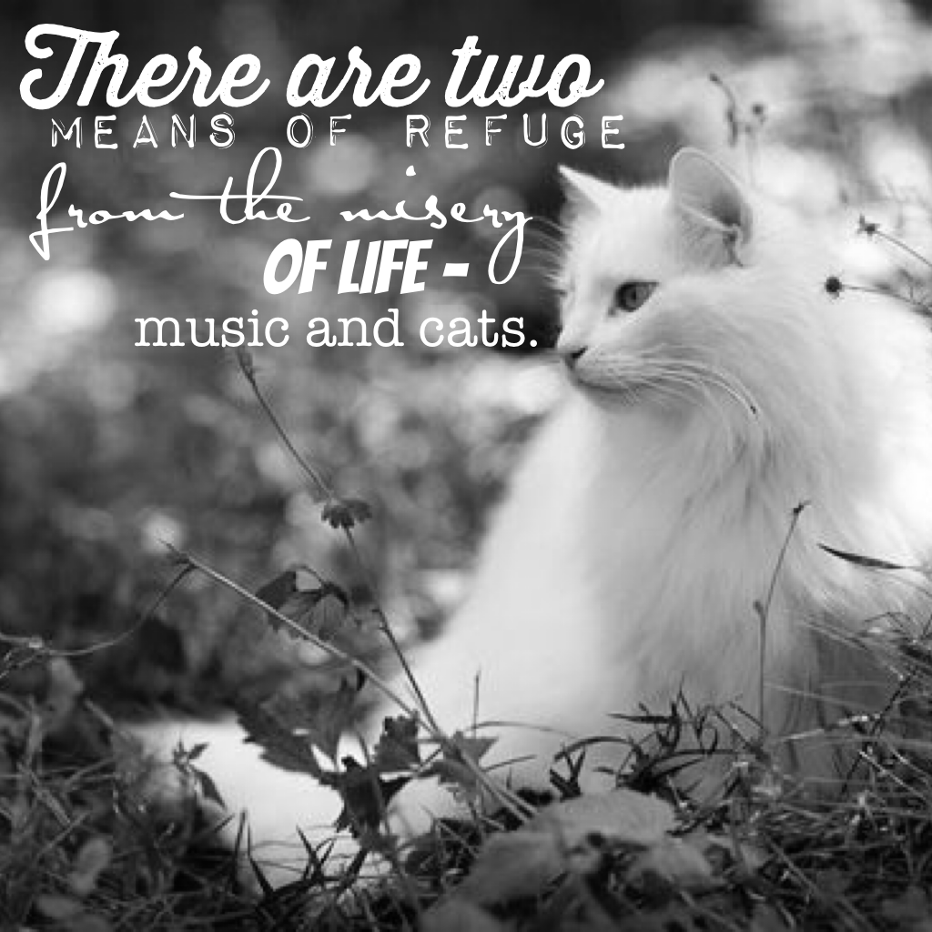 Music and Cats