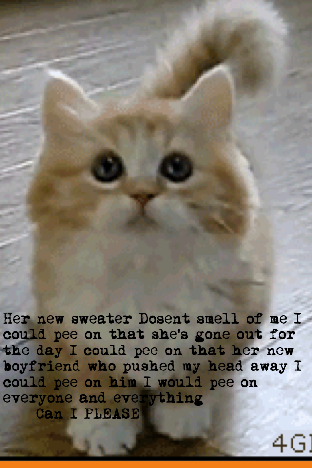 So cute I love this cat poem not in my pov cats point of view (pov)
