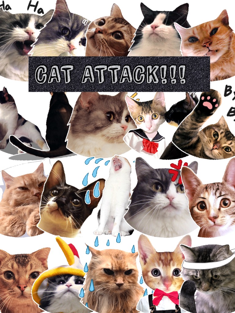 CAT ATTACK!!!