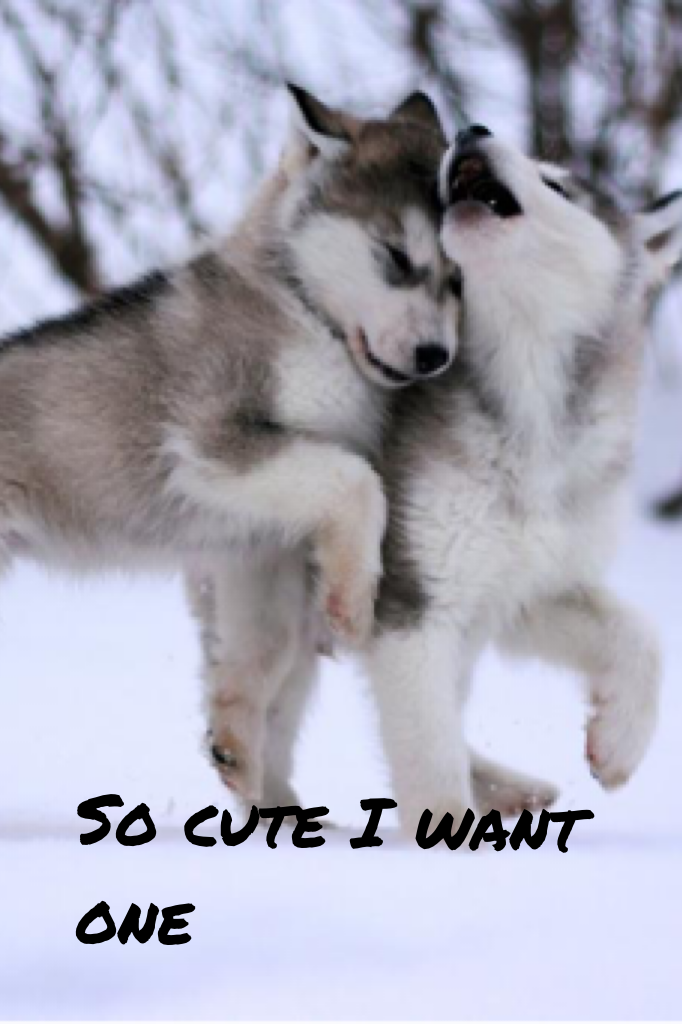 So cute I want one I wish they were all mine
