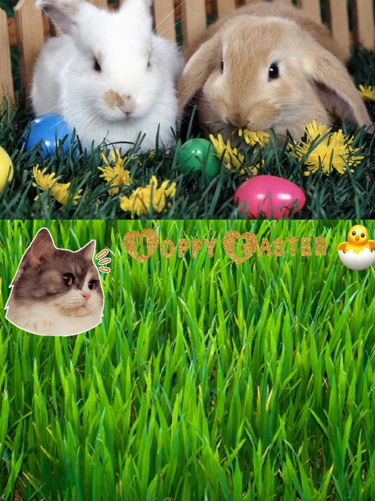 Hoppy Easter 🐣 