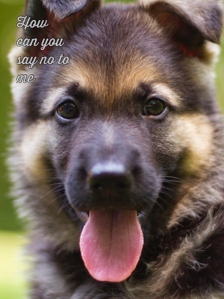 How can you say no to me #loveGermanShepards