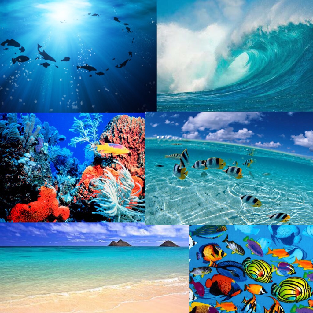 Ocean Collage 🌊 🐳🐟🐋🐠🐡☀️ 
