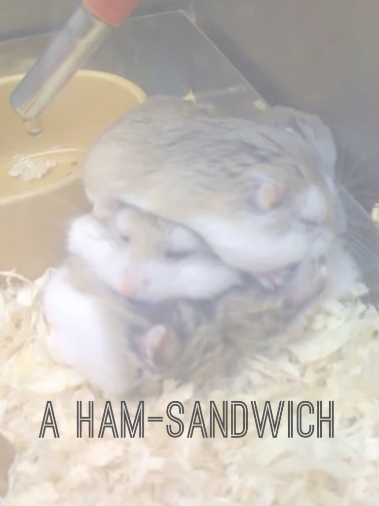 A ham-sandwich 😂
