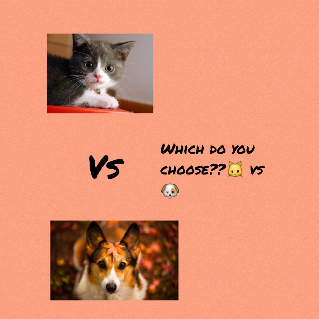 Which do you choose??🐱 vs 🐶