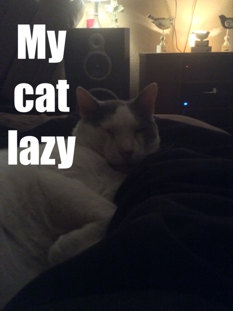 My cat lazy 