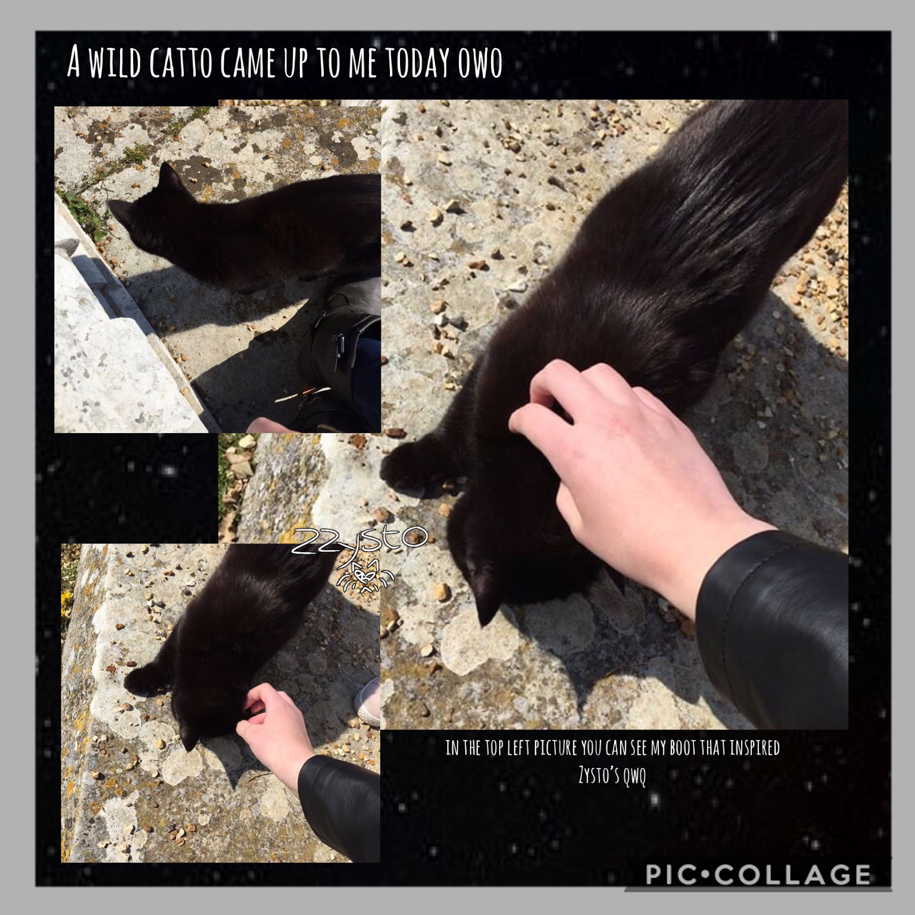 🐈Tap🐈
Apparently he lives on the grounds of where I went and looked well fed. He was also super soft! My sister and mum refused to pet him because he had a tick, but he’s a wild cat so it’d be expected.
The gardens at this place where really nice tho uwu