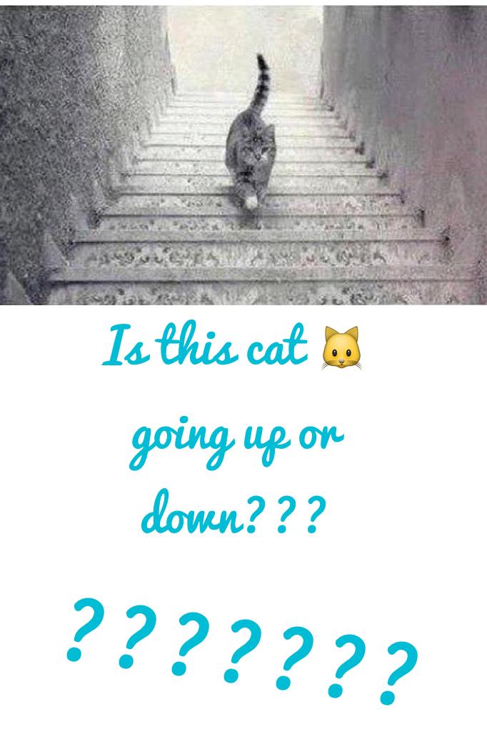 Is the cat 🐱 goin up or down????????