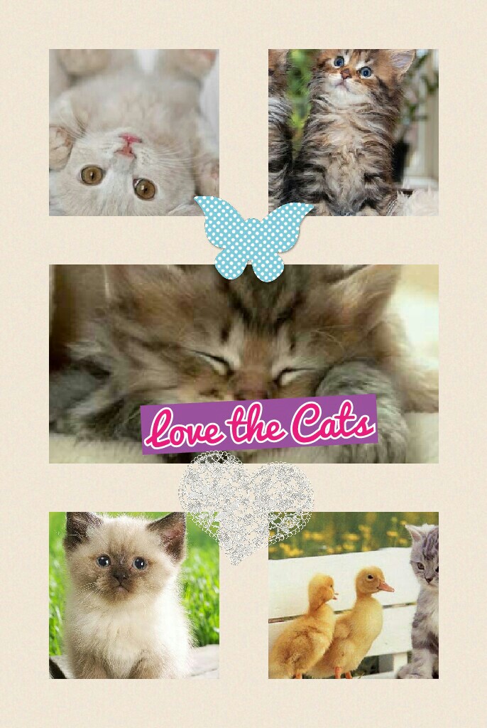 Love the Cats
There are my love