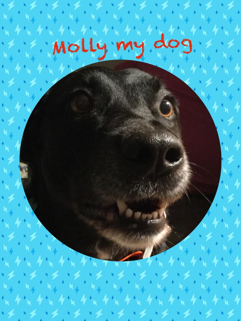 Molly my dog 