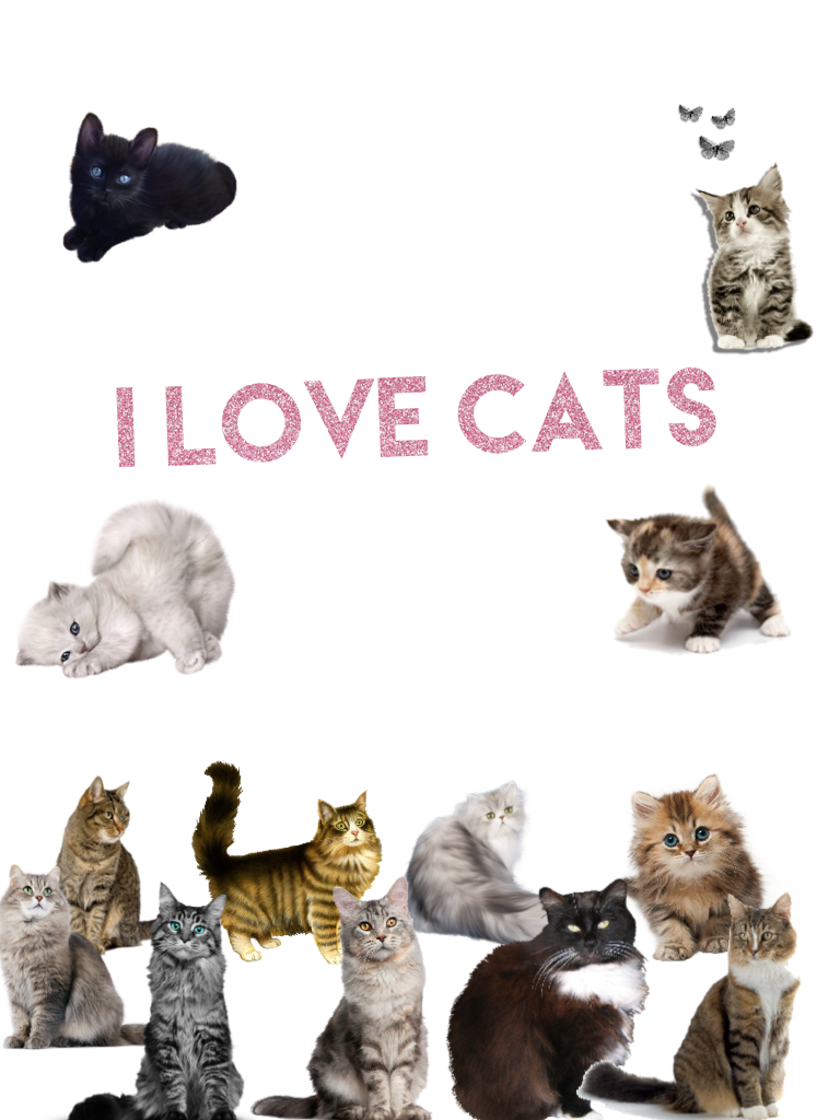 I love cats so much 