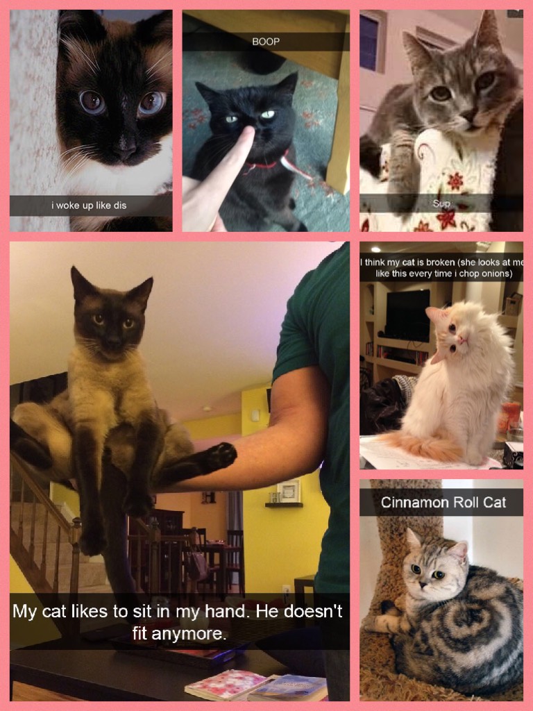Hilarious Cat Snapchats