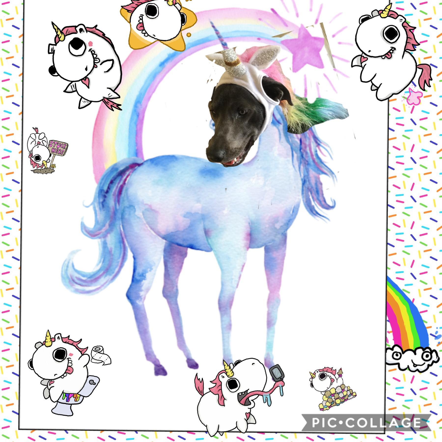 This is my dog as a unicorn