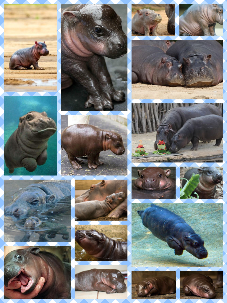 Baby hippo overload 