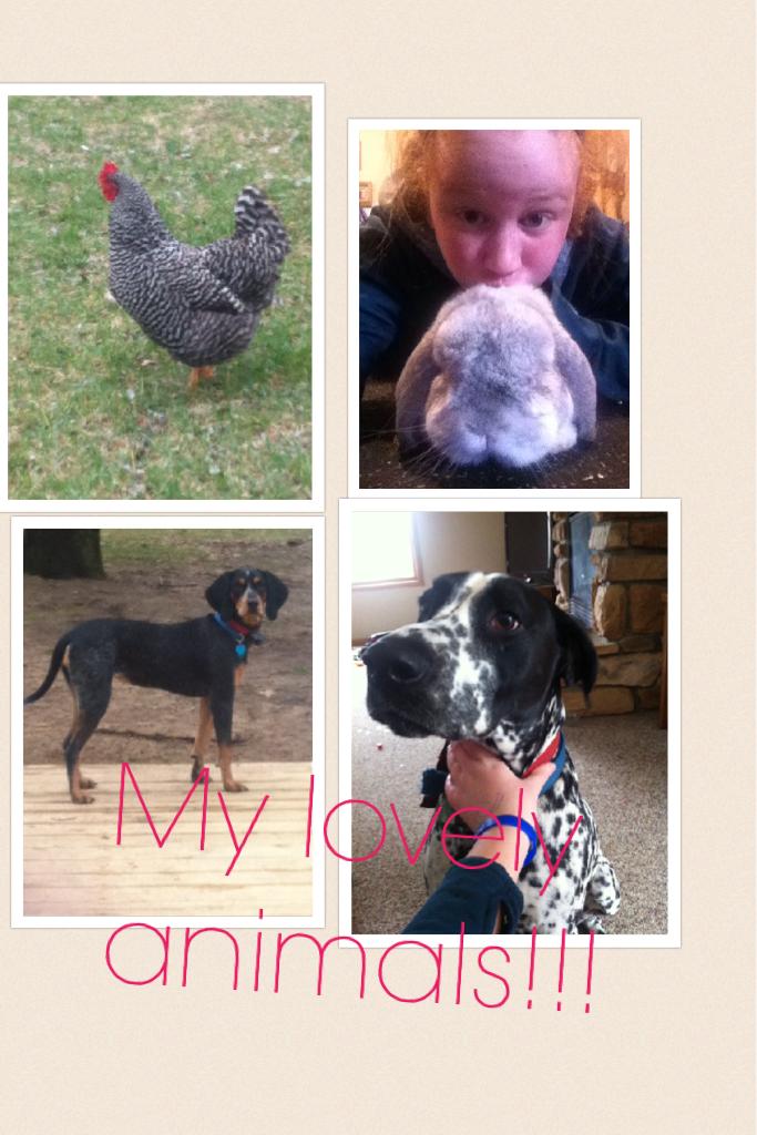 My animals: (on the top left) My chicken, Grace, (on the top right) My rabbit, Smokey, (bottom left) My dog Kimber, (bottom right) My dog Riley