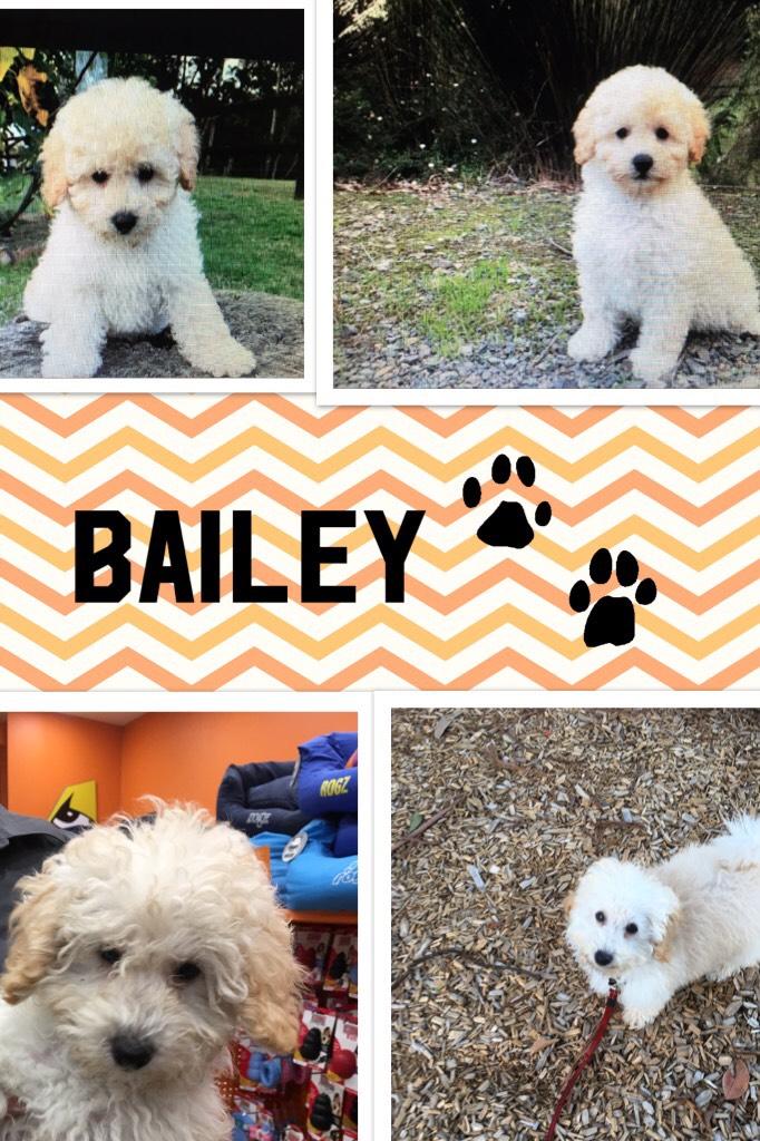 Bailey cutie