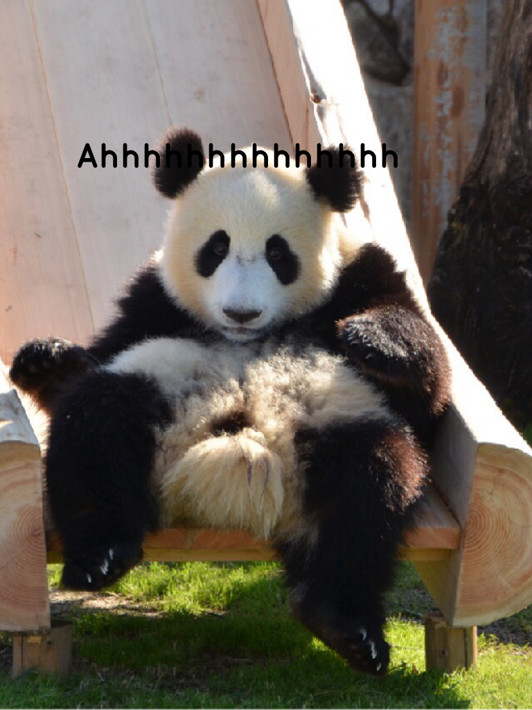 A panda on a slide😜😜😜