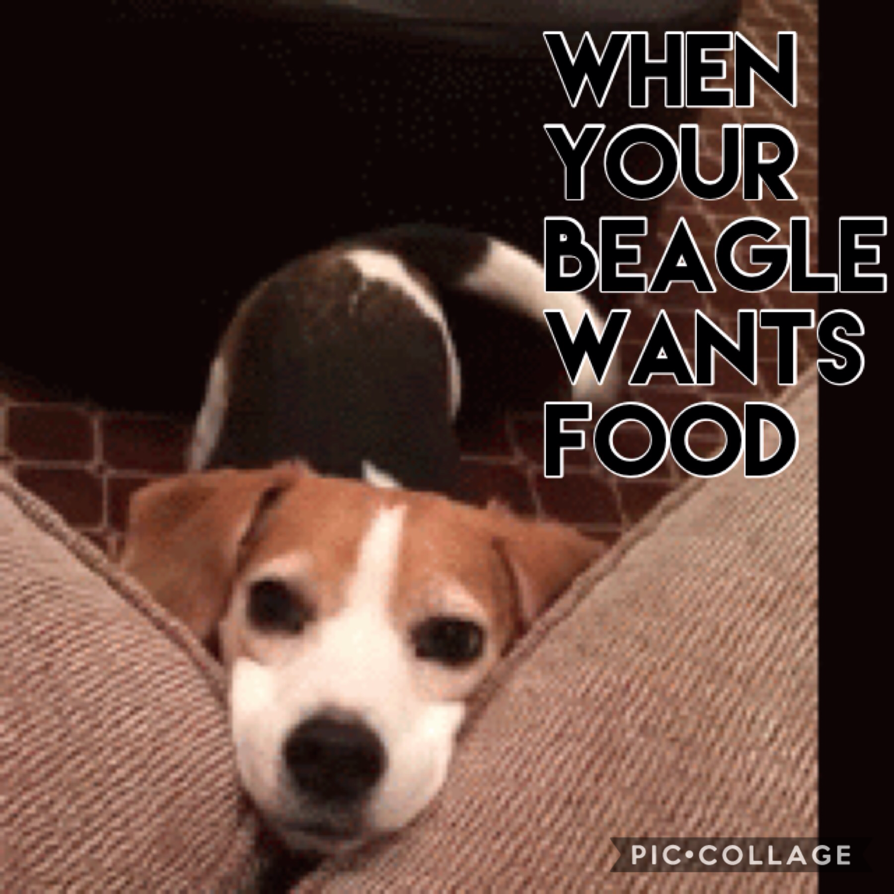 I love beagles! I have one