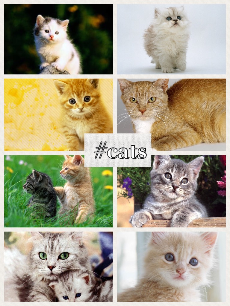 #cats