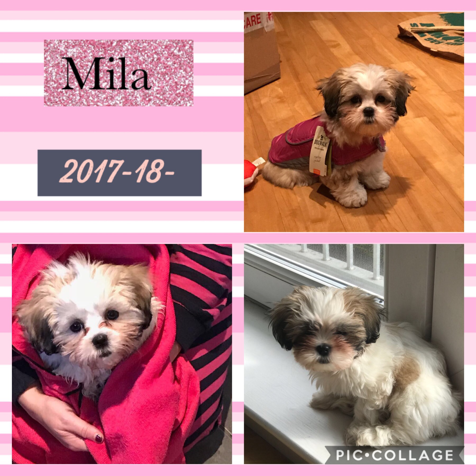 My pup mila xx isn’t she cute 