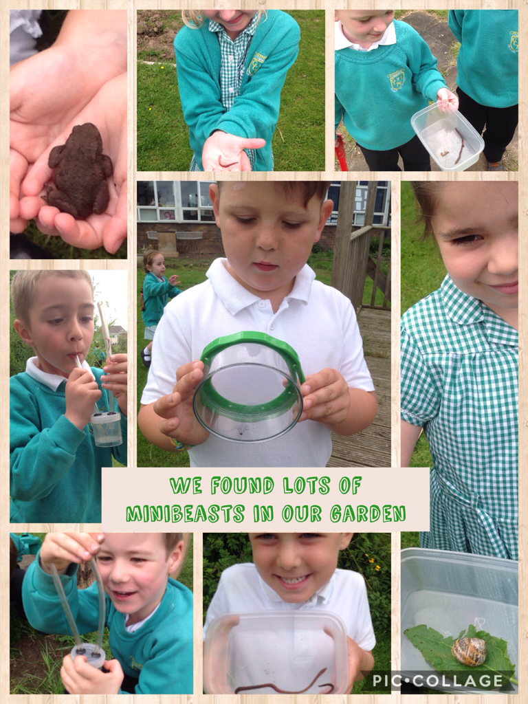 We found lots of minibeasts in our garden #piccollage