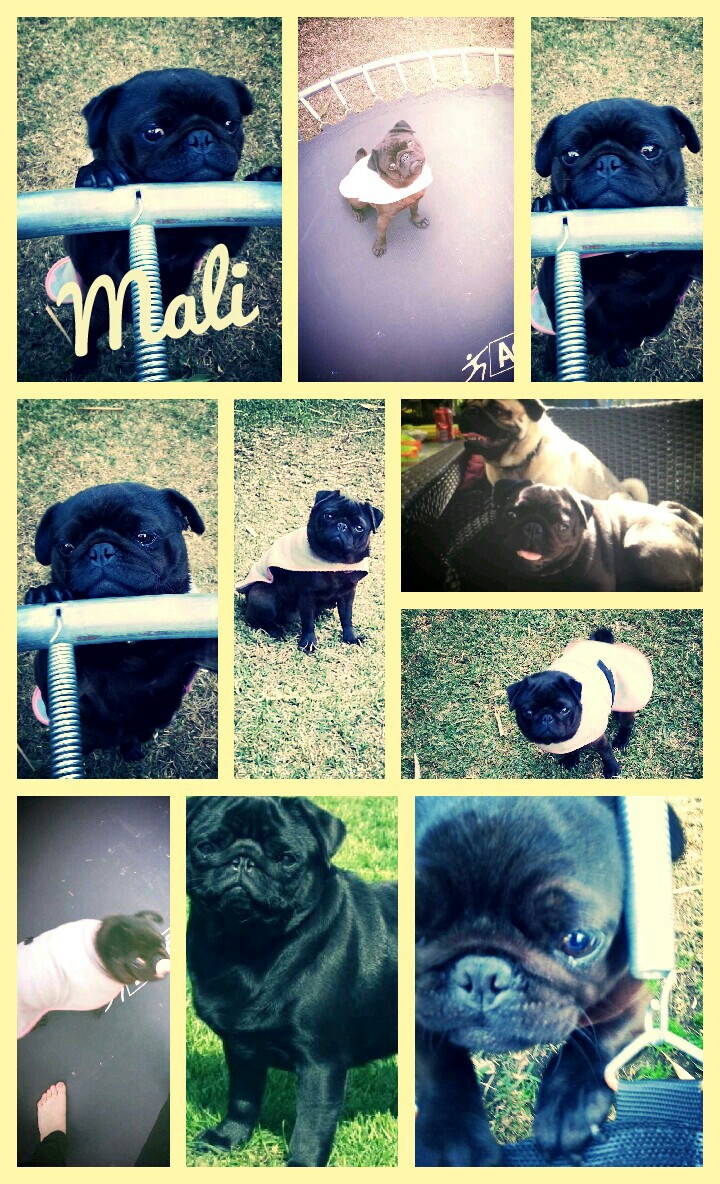 My pug Malibu