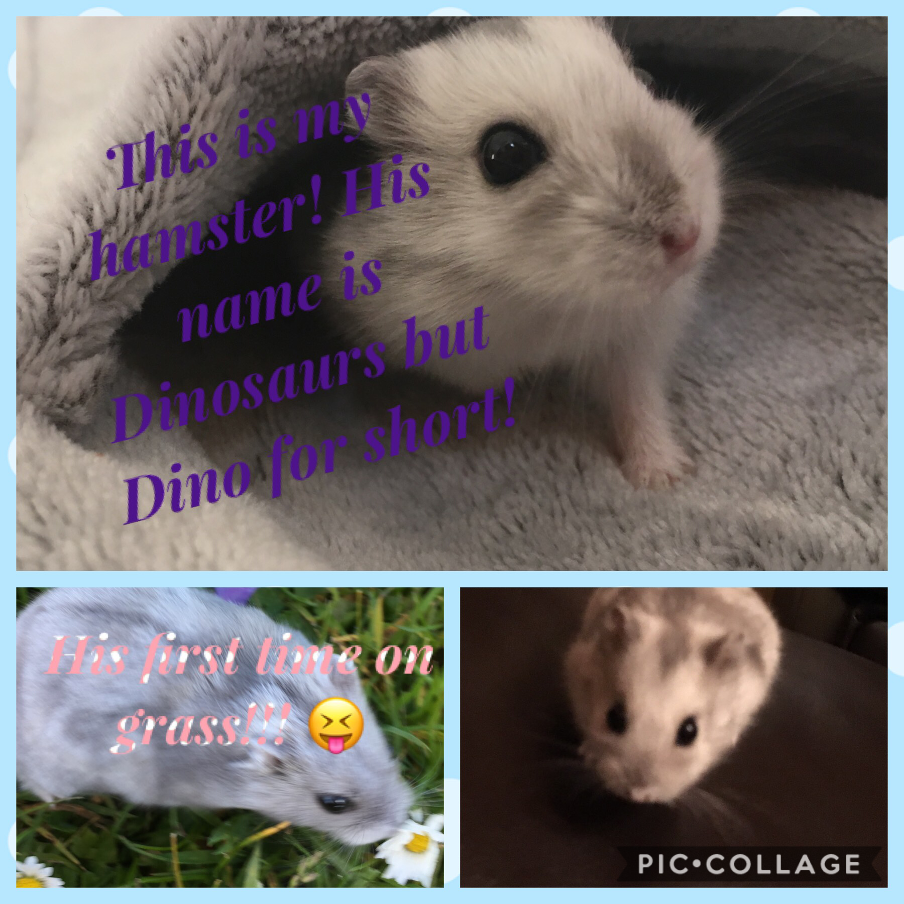 It’s Sunday so today is my hamster! 