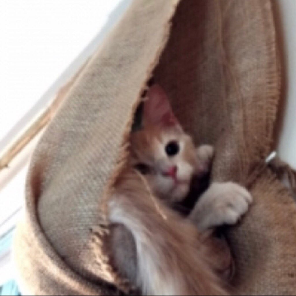 Kitten in the curtain 