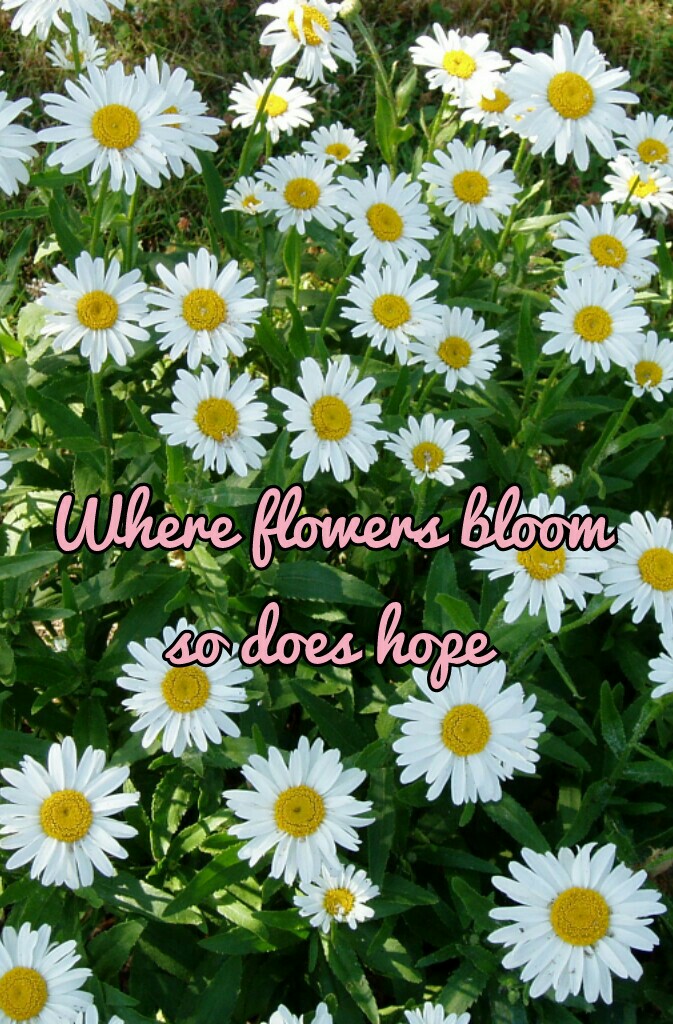 Where flowers bloom
so does hope