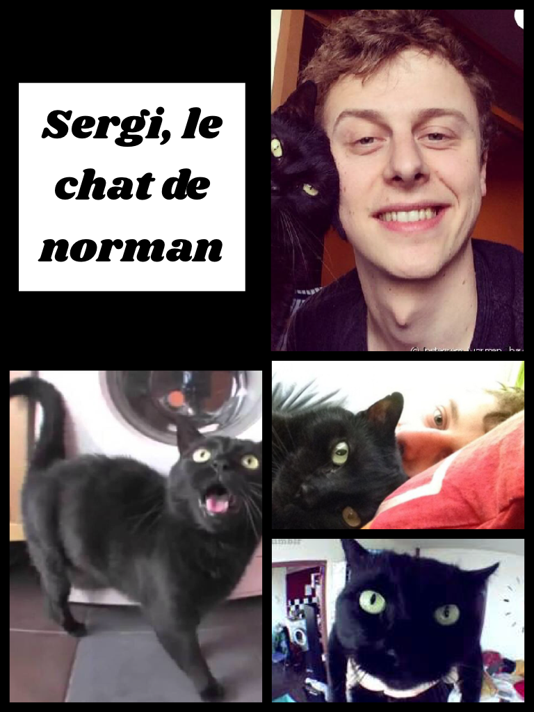 Sergi, le chat de norman 