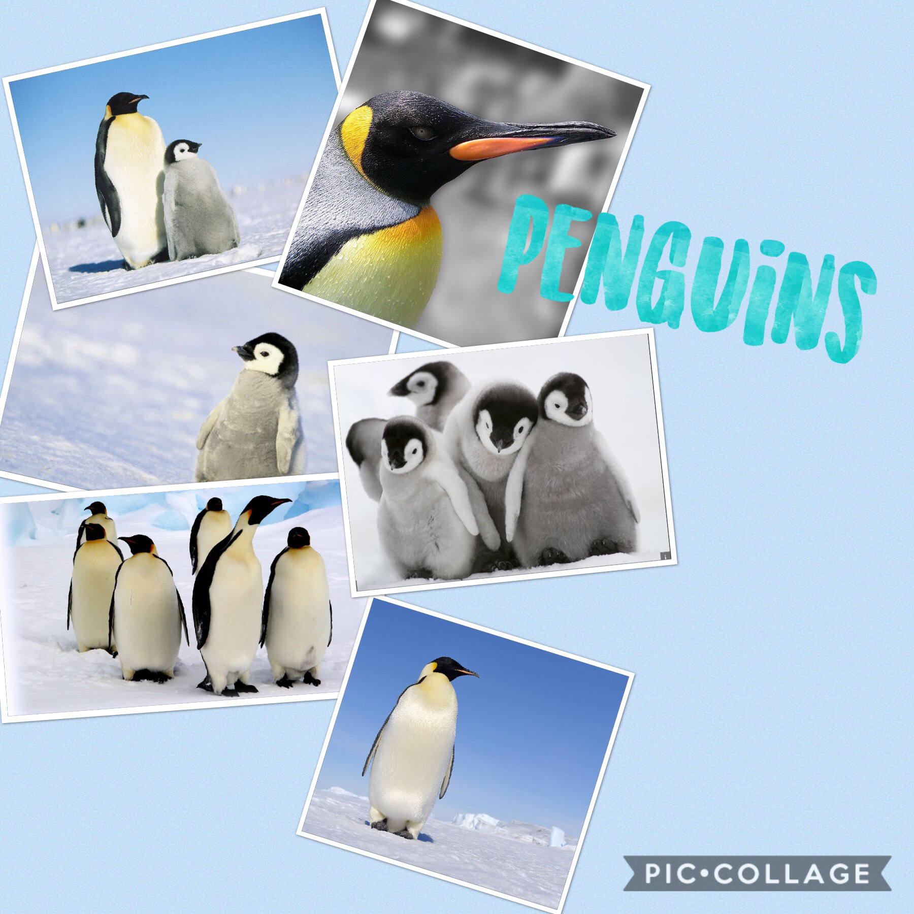My Essay Topic, Emperor Penguins! Sooo ADORABLE😂