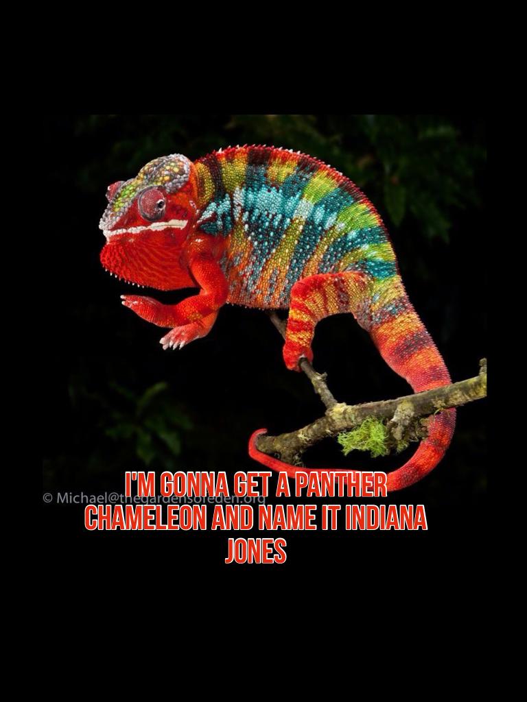 I'm gonna get a panther chameleon and name it Indiana jones