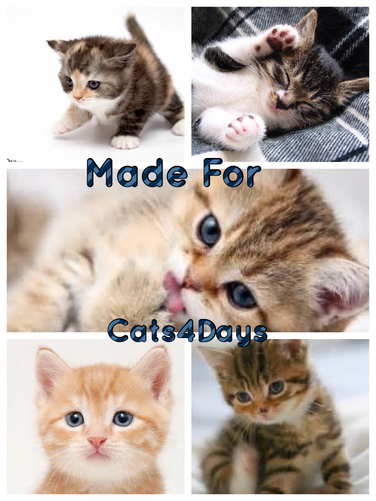 Made For Cats4Days