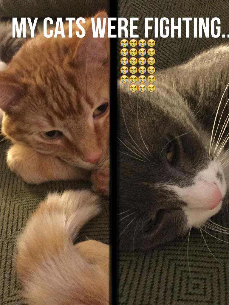 MY CATS WERE FIGHTING...😭😭😭😭😭😭😭😭😭😭😭😭😭😭