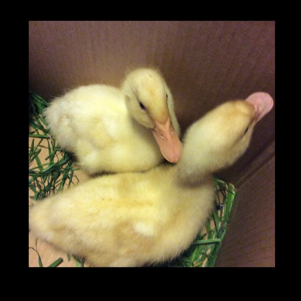 My new ducks