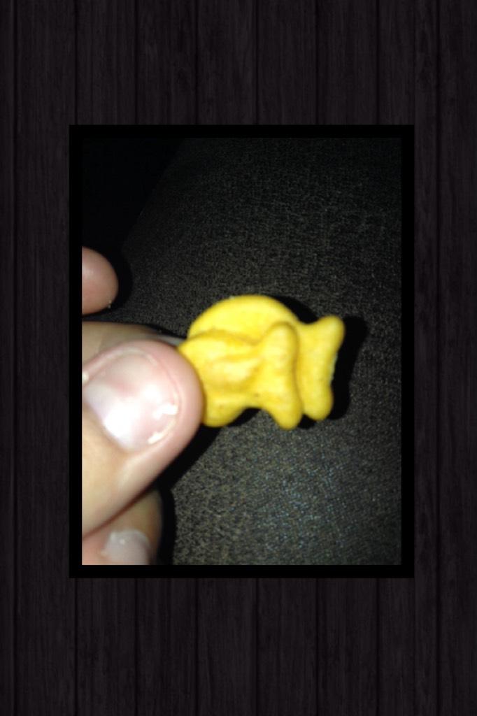 Two gold fish stuck together 