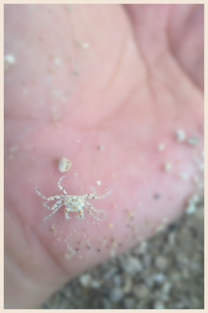 Sand crab 