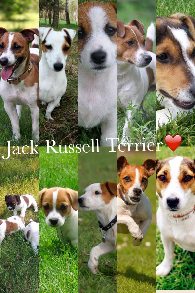Jack Russell Terrier❤️